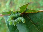 Craesus alniastri